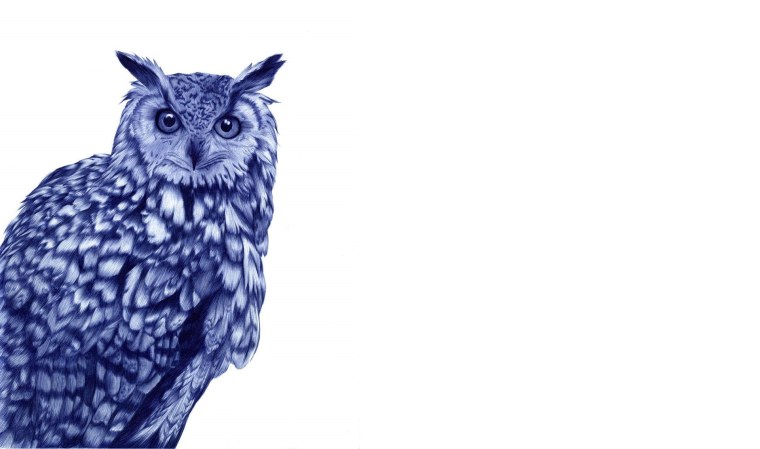 Сова на белом фоне