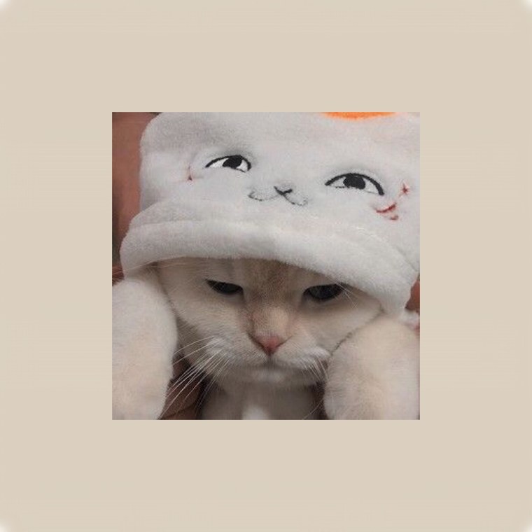 Котики для эстетики