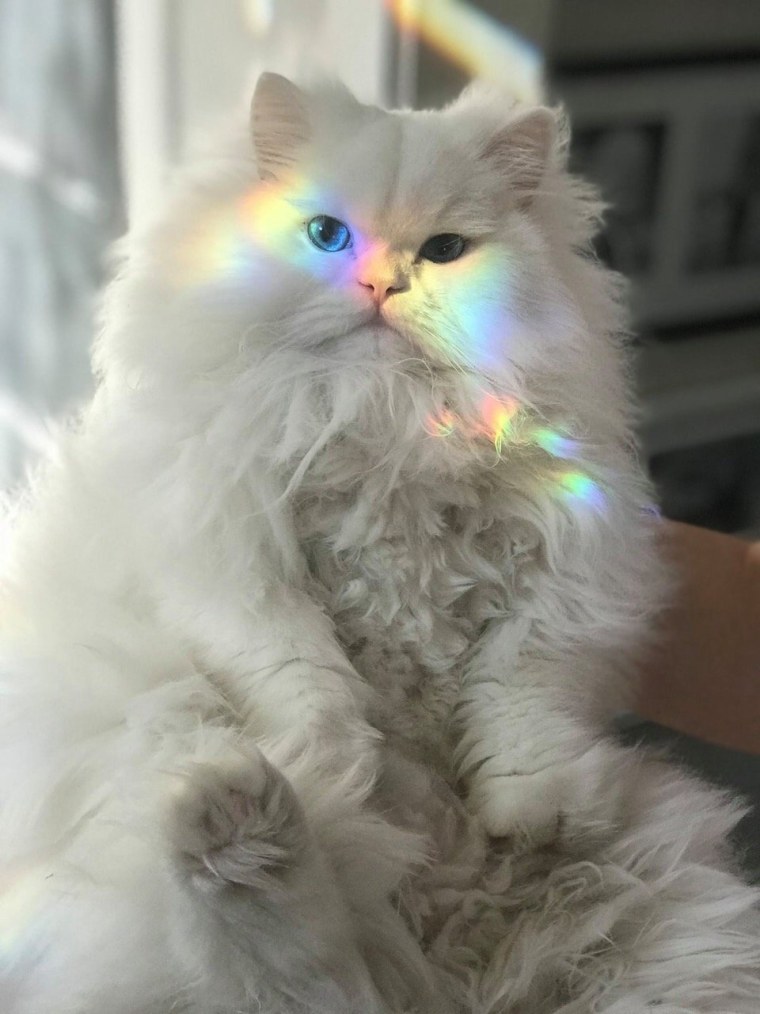 Кошачья Эстетика