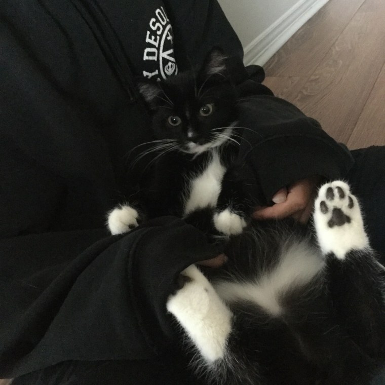 Кот в одеяле