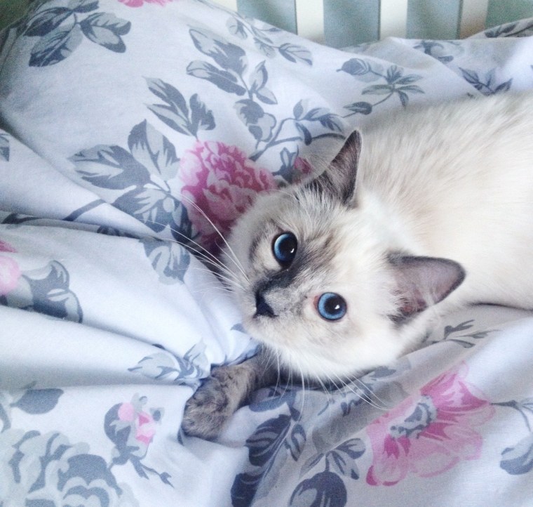 Эстетика с котами