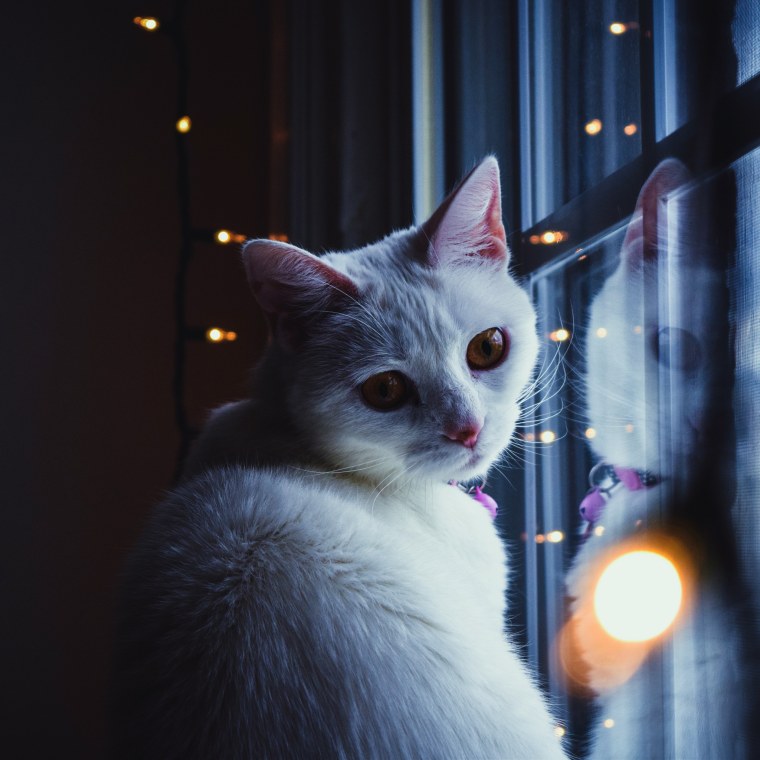 Котики Эстетика