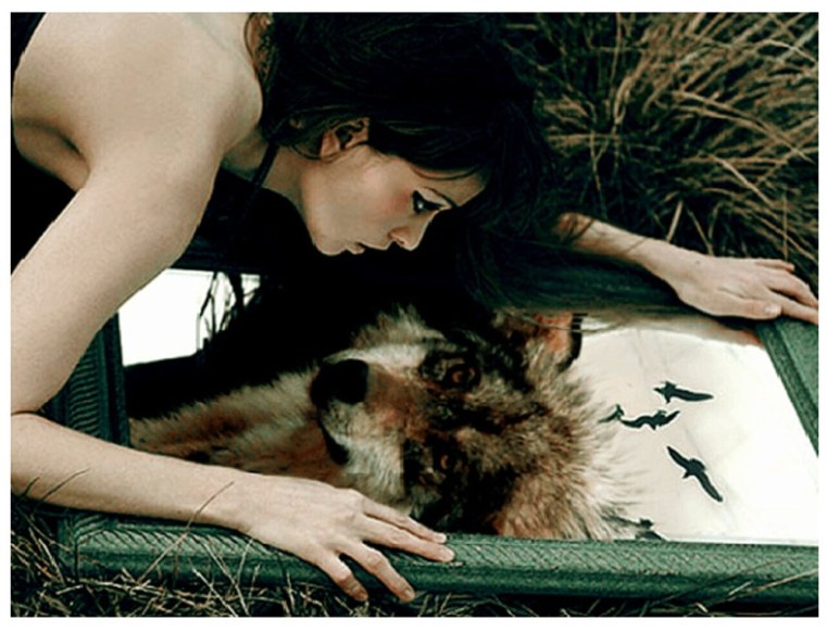 Волк с отражением девушки