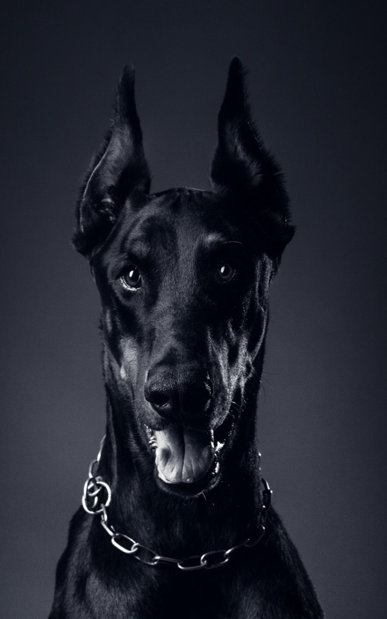 Доберман чемпион мира злая