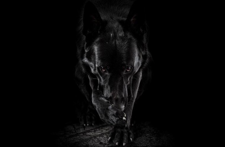 Доберман оскал арт