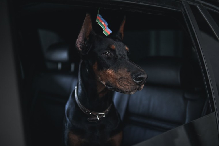 Симс 4 собака Доберман