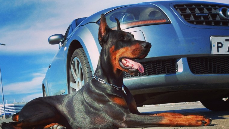 Доберман 1800 800