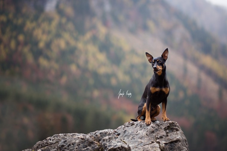 Доберман арнайтс