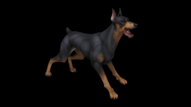 Доберман Баленсиага