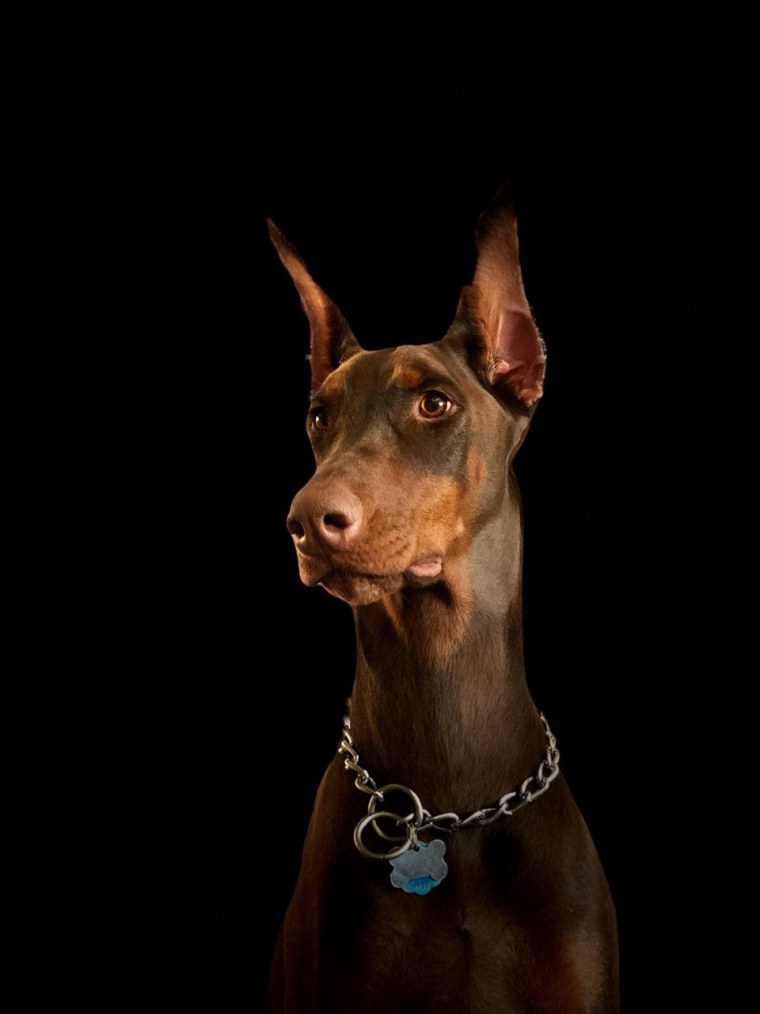 Доберман черный злой