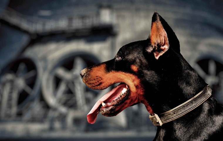 Доберман черный Эстетика