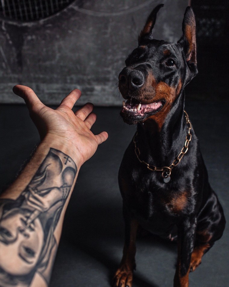 Pitbull обои на телефон