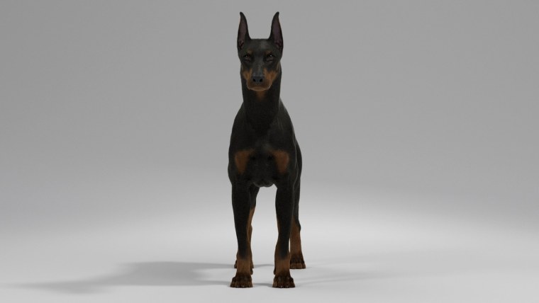 Собака Доберман