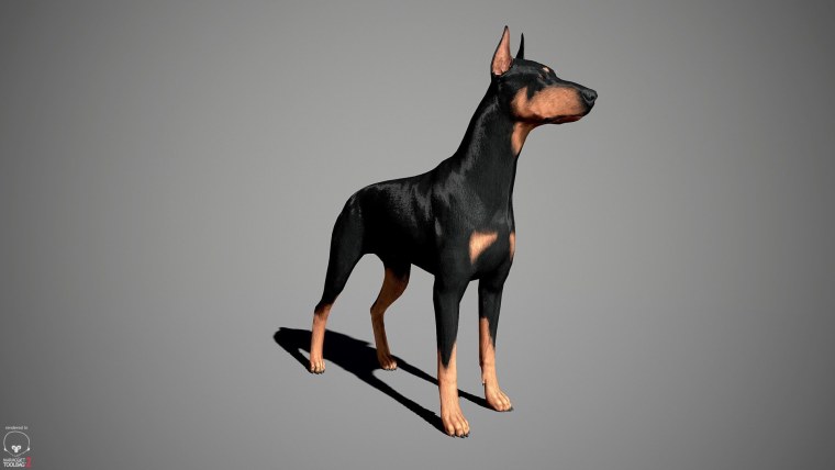 Чёрный Доберман на чёрном фоне