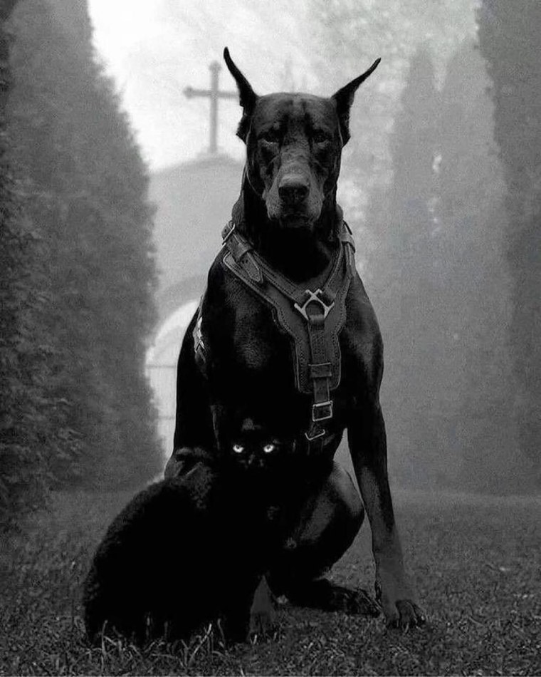Доберман 1800 800