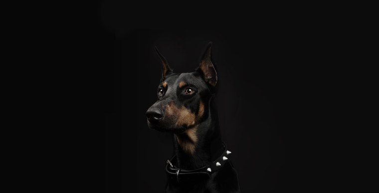 Обои на рабочий стол Доберман