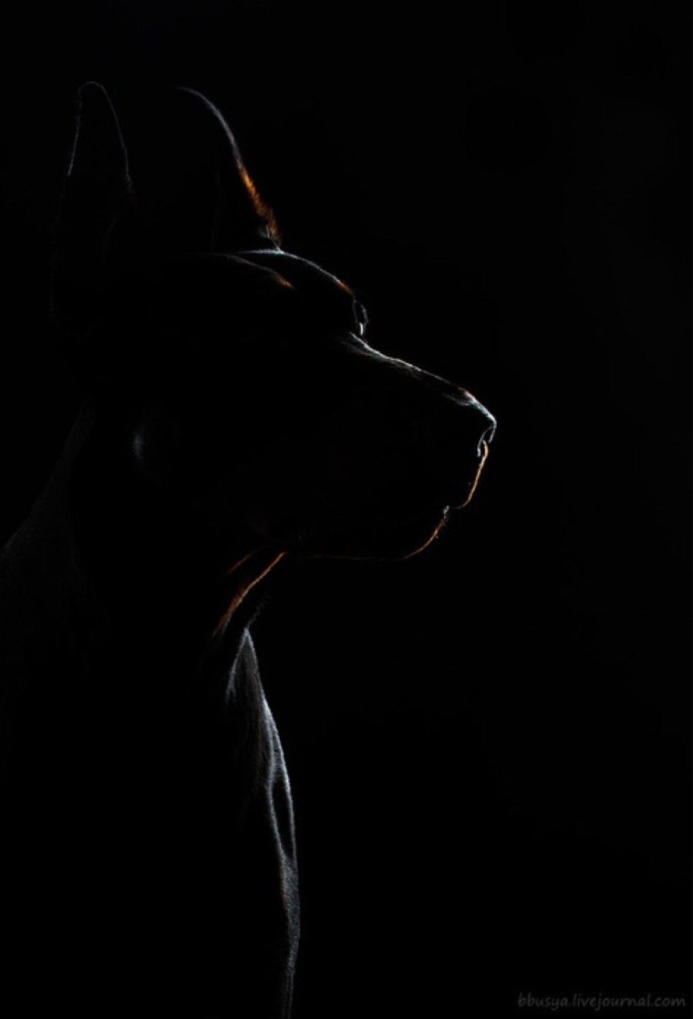 Доберман Баленсиага