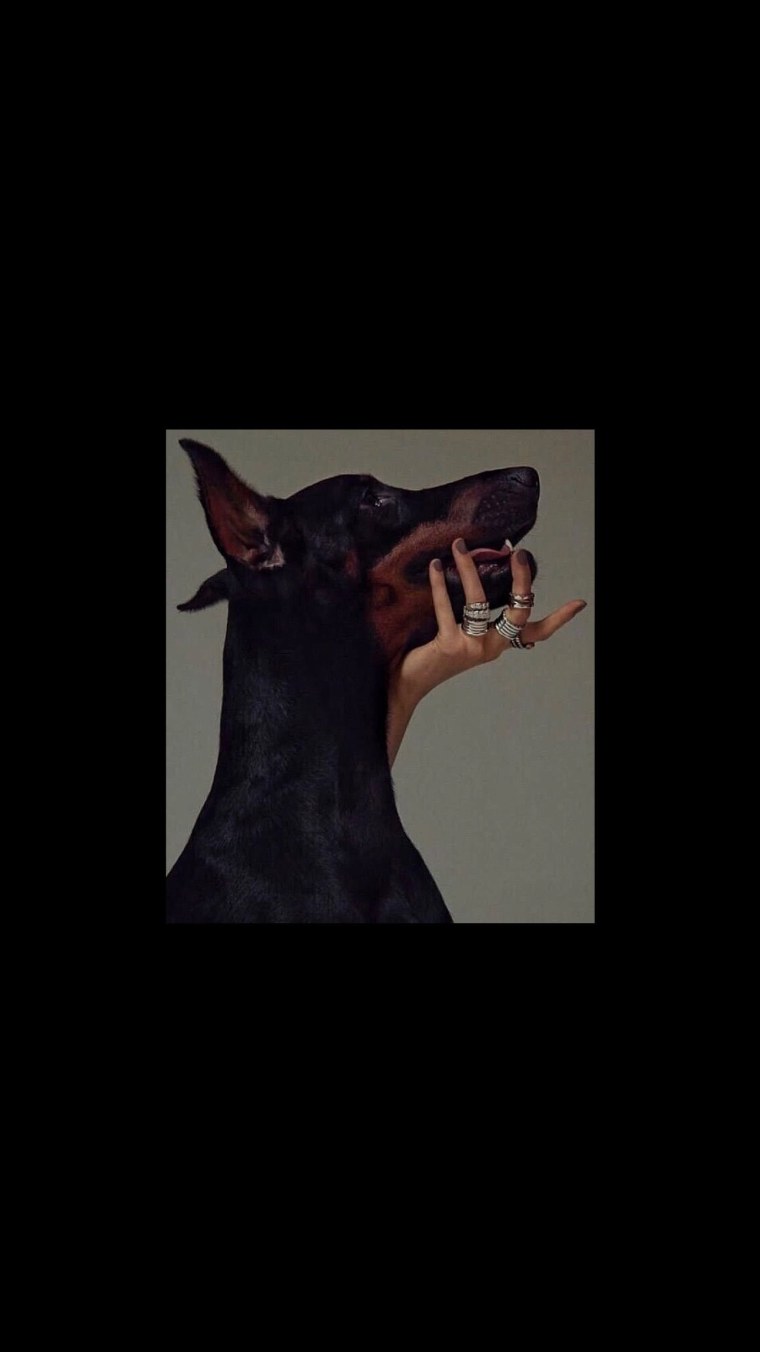 Доберман злой