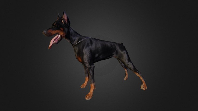 Доберман и БМВ