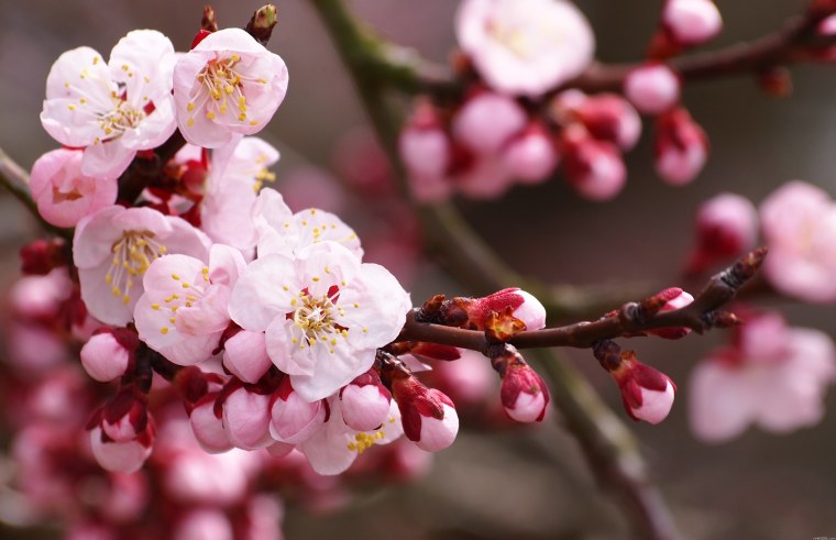 Черри блоссом