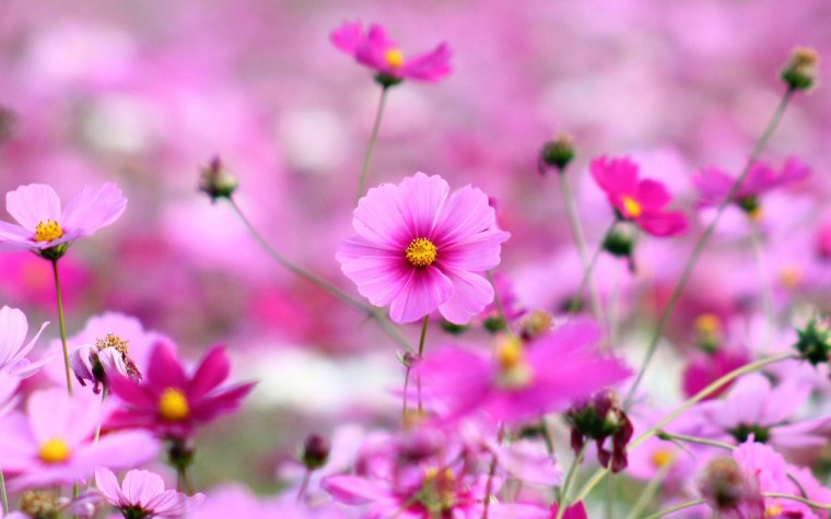 Розовые цветы