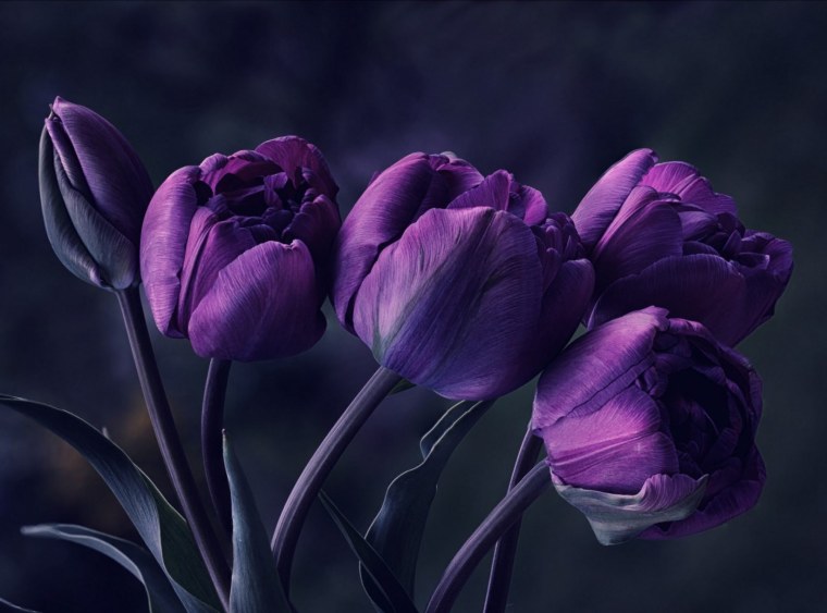 Тюльпан фиолетовый