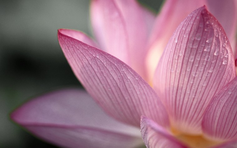 Лотус цветок 1920