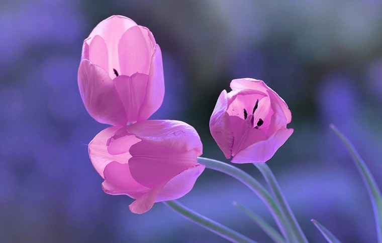 Весна цветы