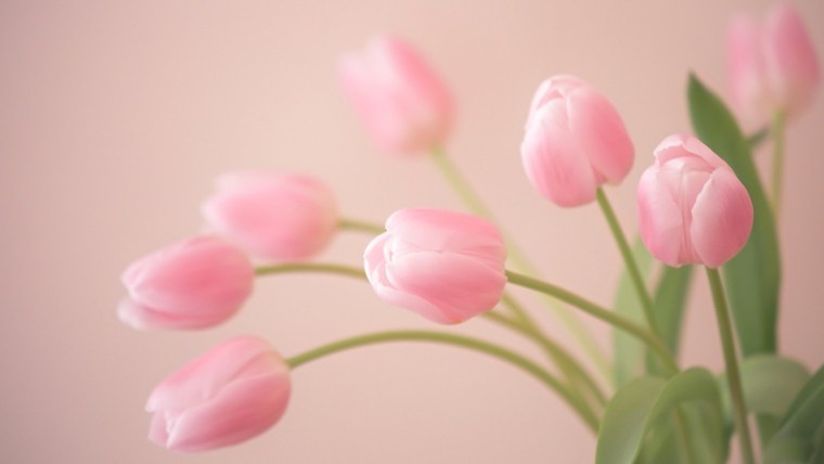 Нежные розовые тюльпаны