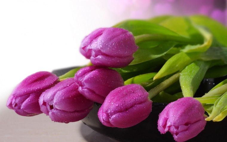 Обои на рабочий стол тюльпаны