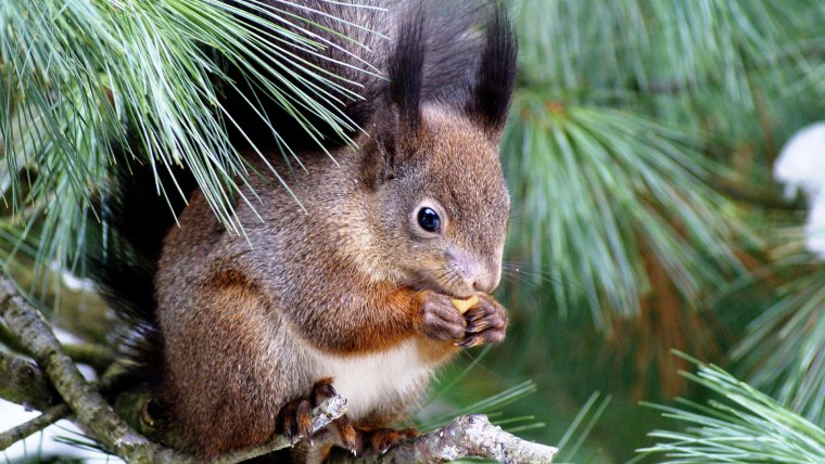 Белка ХМАО Югры