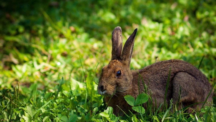 Животные на л