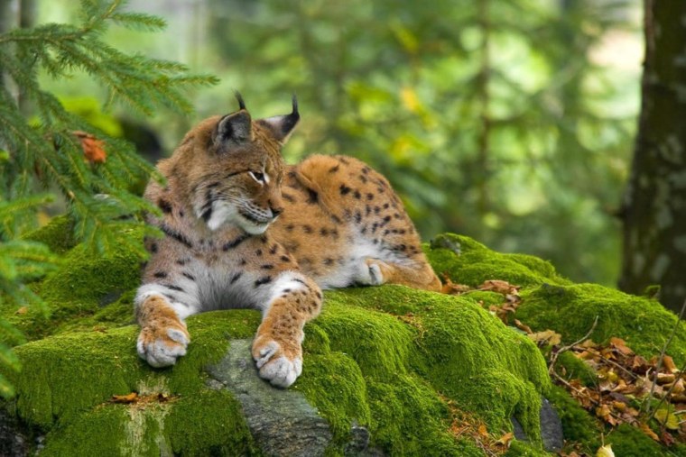 Рысь (Lynx Lynx) в дикой природе