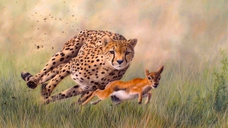 Гепард охотится на антилопу
