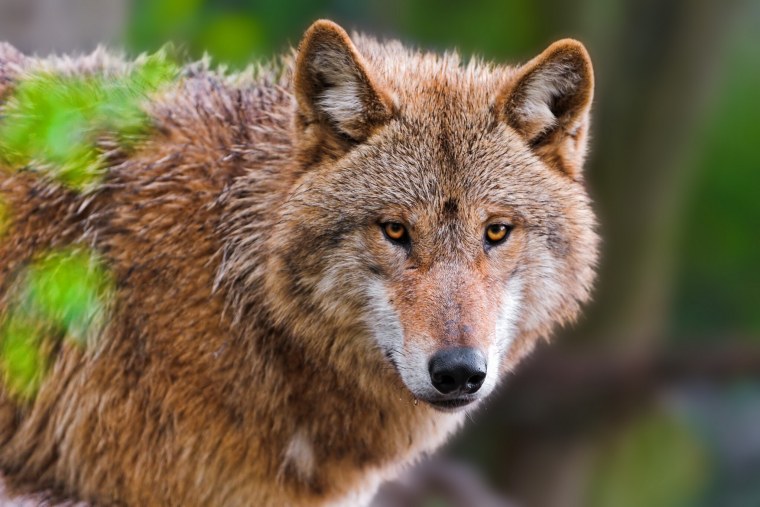 Дикие животные России