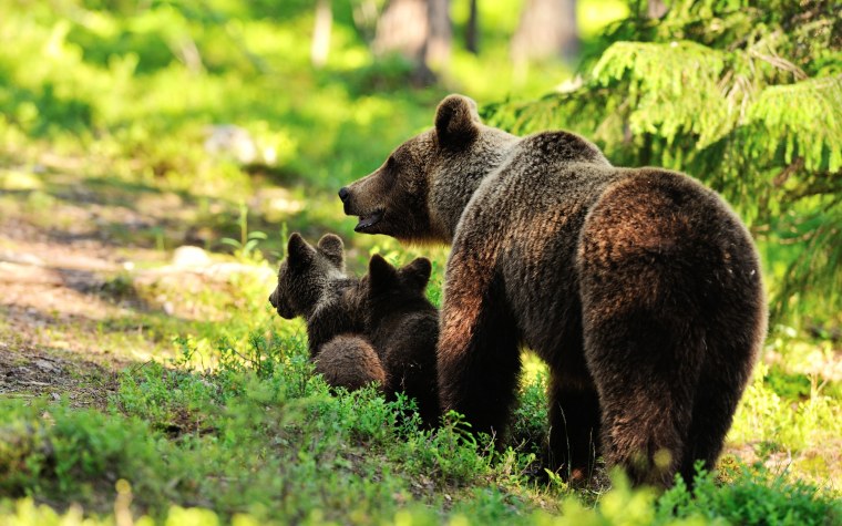 Гризли североамериканский бурый медведь