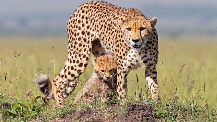 Южноафриканский гепард