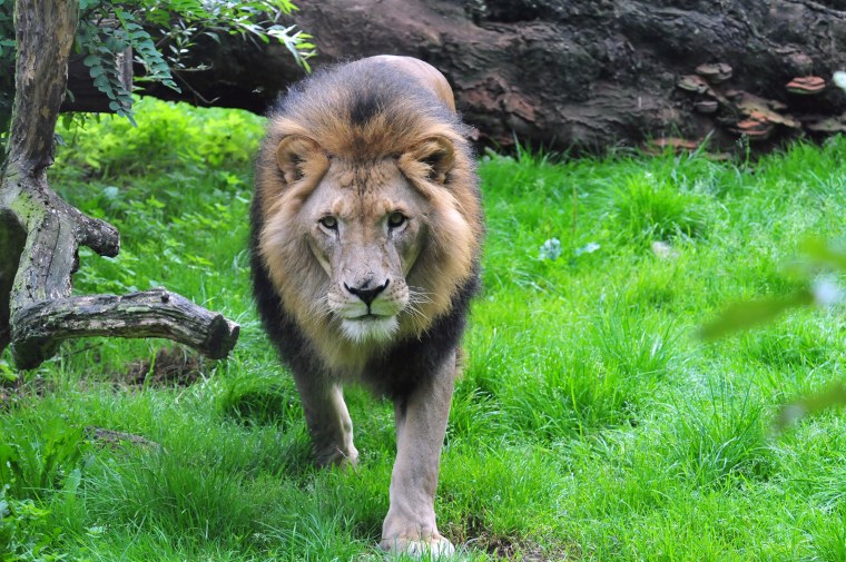 Диких животных