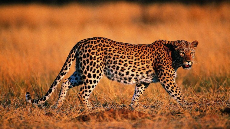 Леопард в саванне