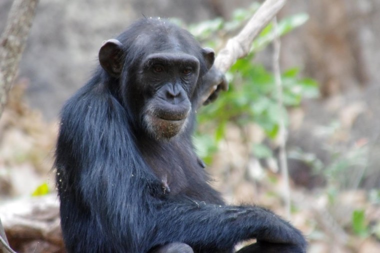 Обыкновенный шимпанзе (Pan Troglodytes)