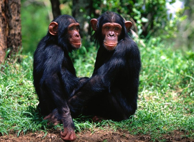 Кунац меймун