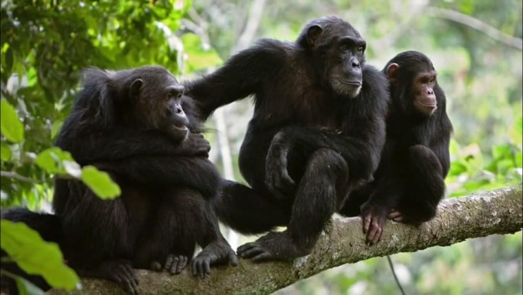 Фото ленивой обезьяны