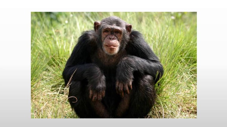 Шимпанзе в Африке