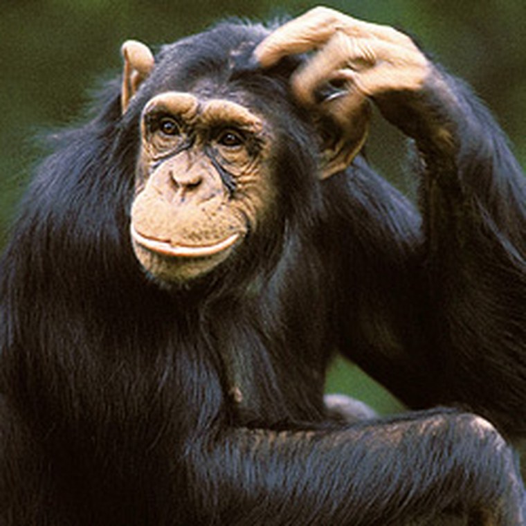 Обезьяна с палкой