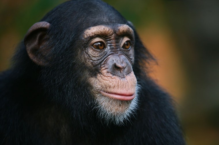 Шимпанзе Анджана