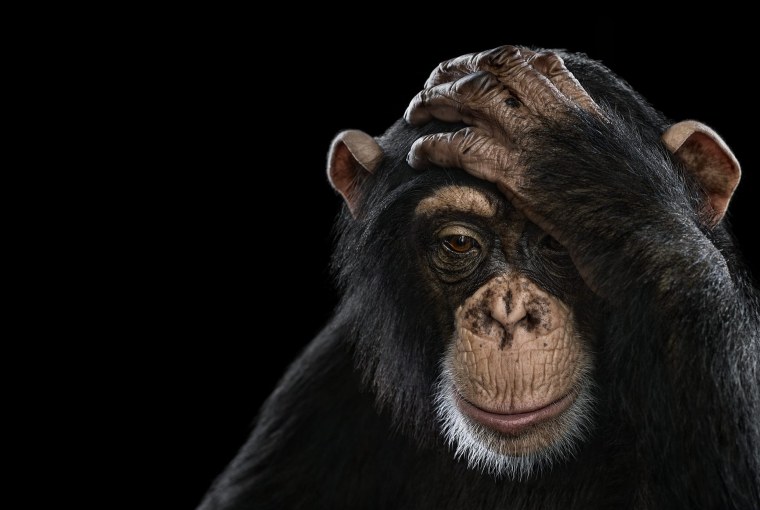 Шимпанзе фото