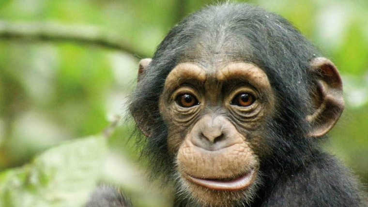 Задумчивая обезьяна