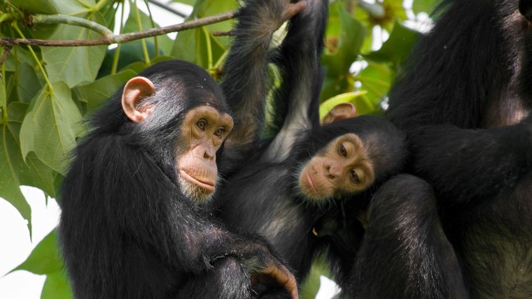 Ngamba Island Chimpanzee Sanctuary
