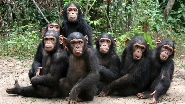 Три шимпанзе