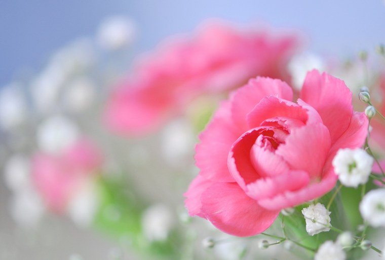 Прекрасные нежные цветы